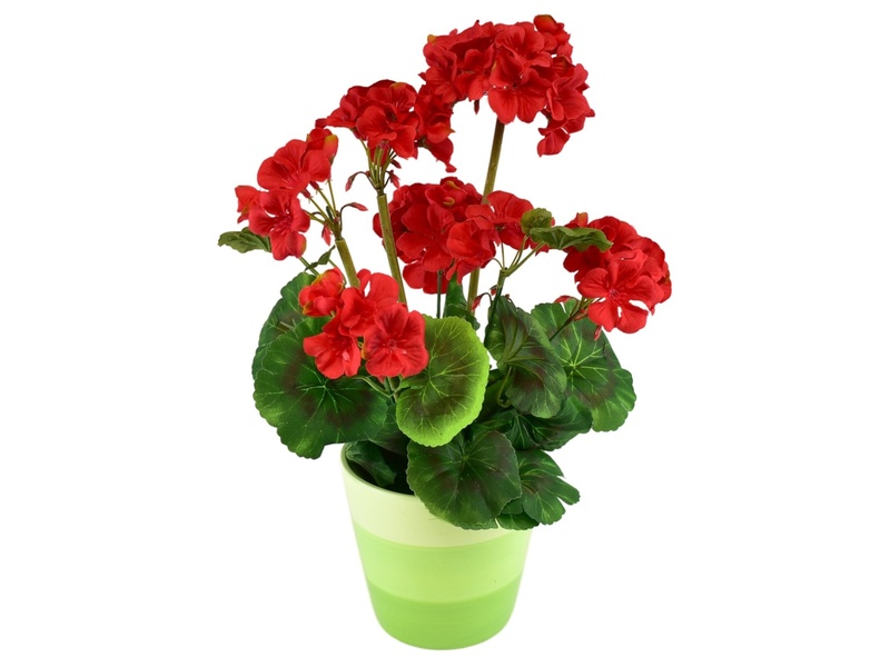Muškát červený v keramickém květináči 40×25 cm