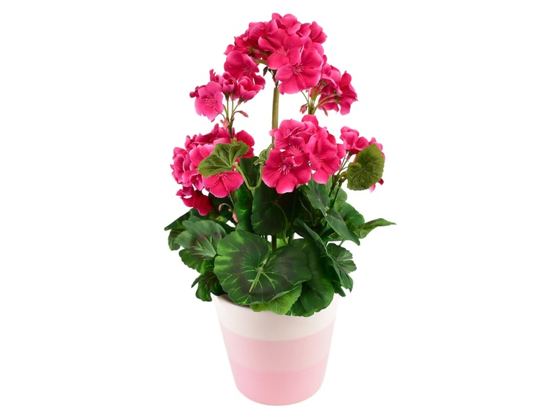 Muškát růžový v keramickém květináči 40×25 cm
