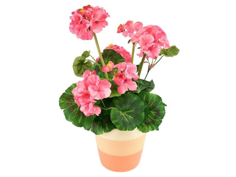 Muškát světle růžový v keramickém květináči 40×25 cm