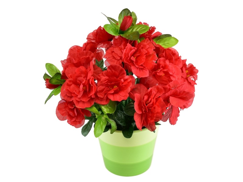 Azalka červená v keramickém květináči 25×25 cm