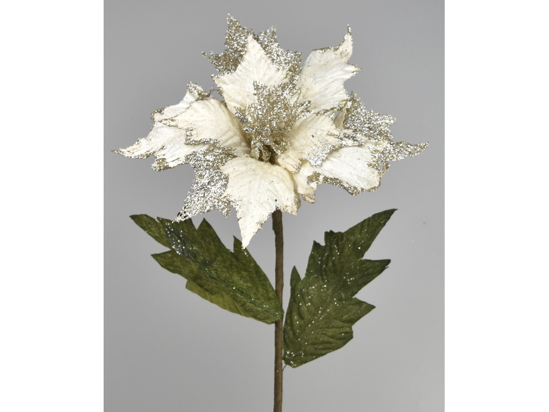 Poinsetia krémová