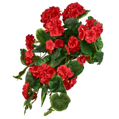 Muškát převislý červený v keramickém květináči 50×35 cm